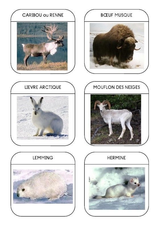 Imagier des animaux polaires page 5
