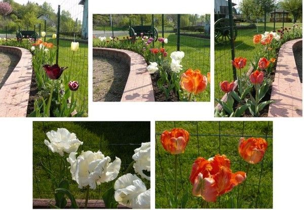 Jardinage d'automne, voici les tulipes