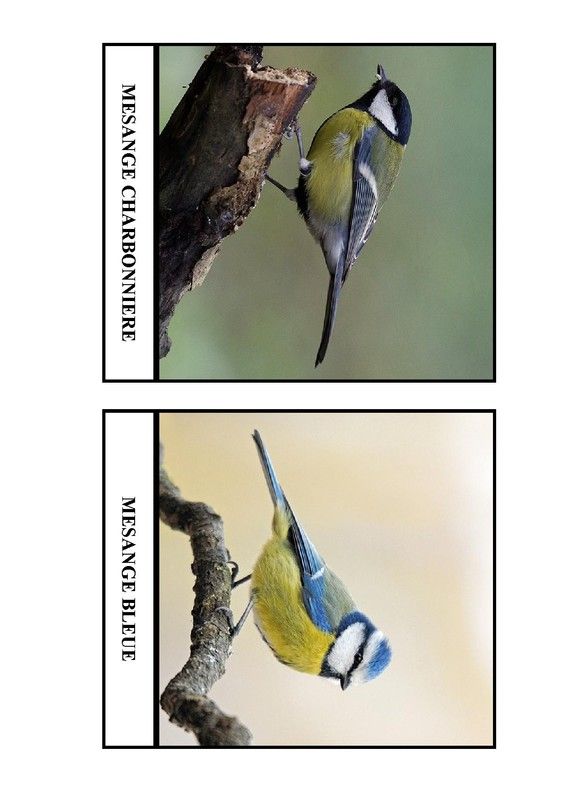 Imagier des oiseaux de chez nous - Page 1