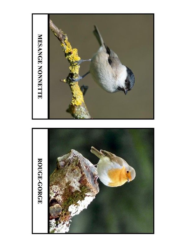 Imagier des oiseaux de chez nous - Page 2