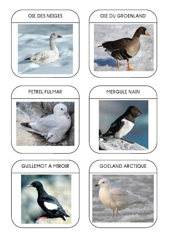 Imagier des animaux polaires page 11