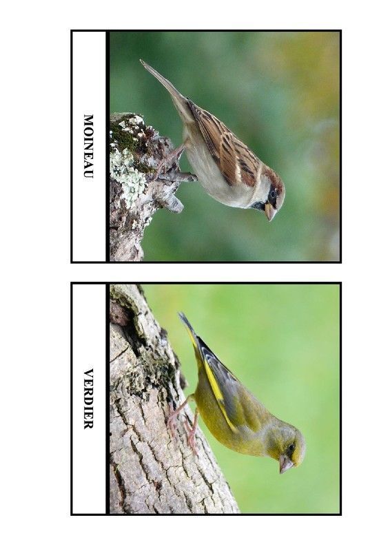 Imagier des oiseaux de chez nous - Page 3