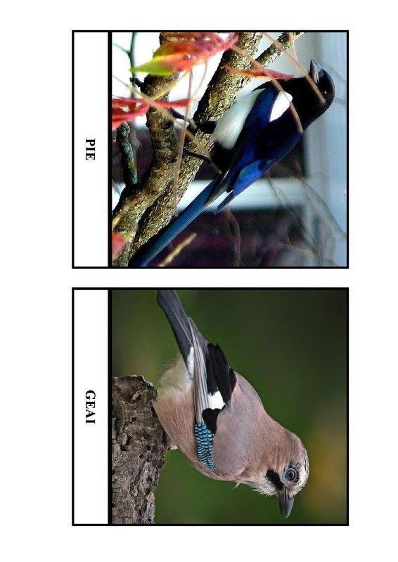 Imagier des oiseaux de chez nous - Page 5