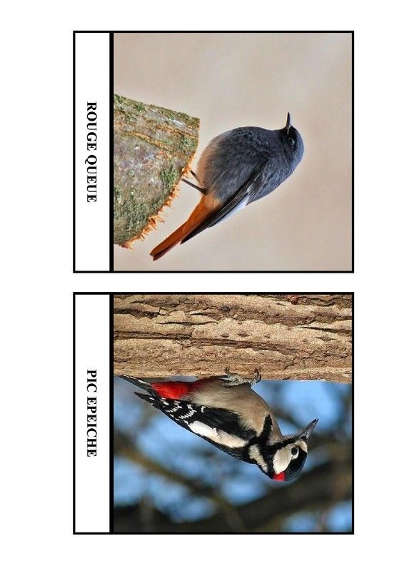 Imagier des oiseaux de chez nous - Page 7