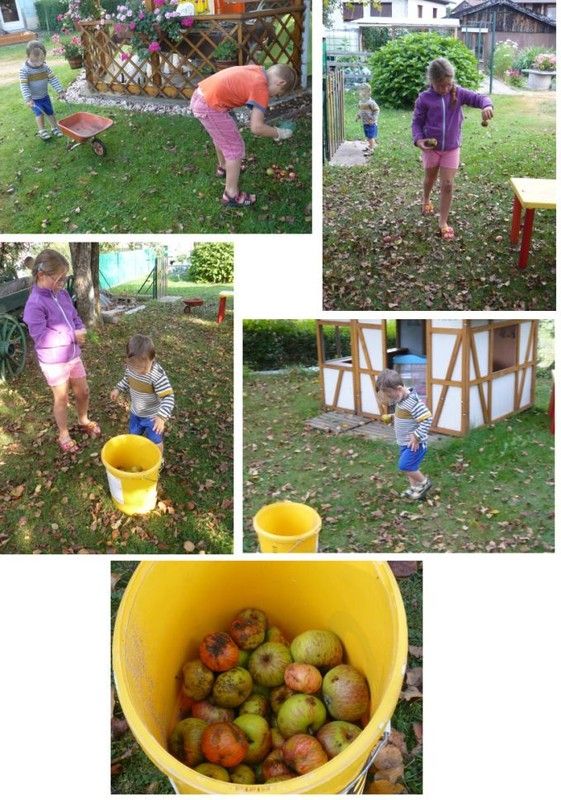Récolte des pommes 2012