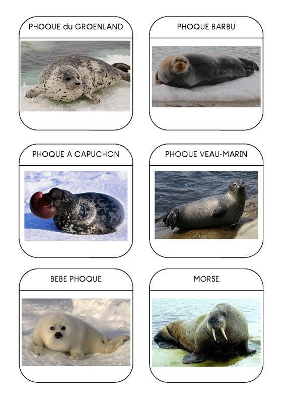 Imagier des animaux polaires page 7