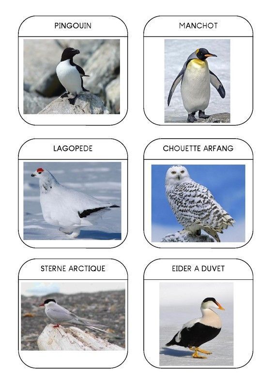 Imagier des animaux polaires page 10