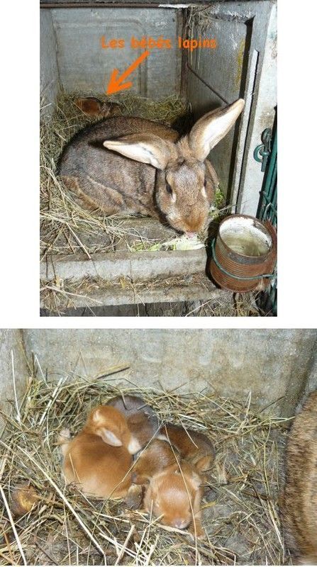 Les bébés lapins (printemps 2012)