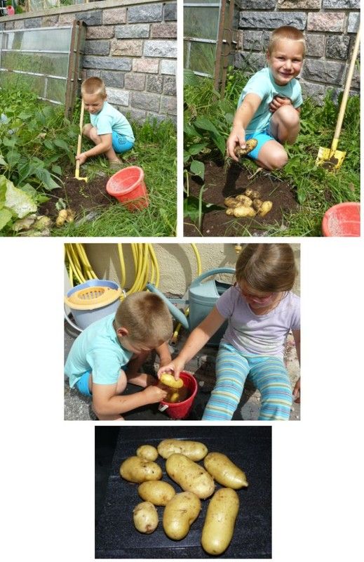 Jardin pédagogique - Récolte des pommes de terre