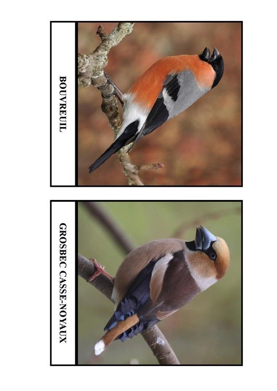 Imagier des oiseaux de chez nous - Page 8