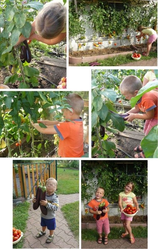 Jardin pédagogique - Récolte 2012 tomates et aubergines