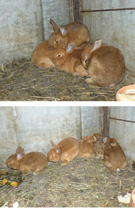 Les bébés lapins (printemps 2012)
