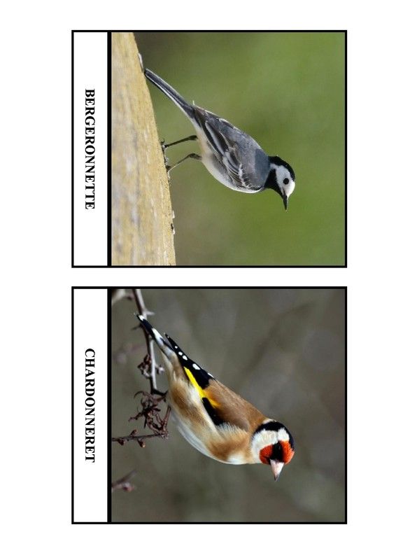 Imagier des oiseaux de chez nous - Page 6