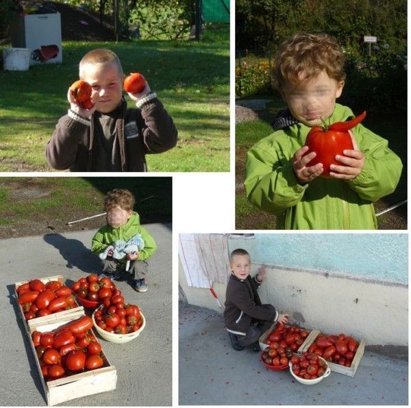 Jardin pédagogique - Récolte des tomates d'automne