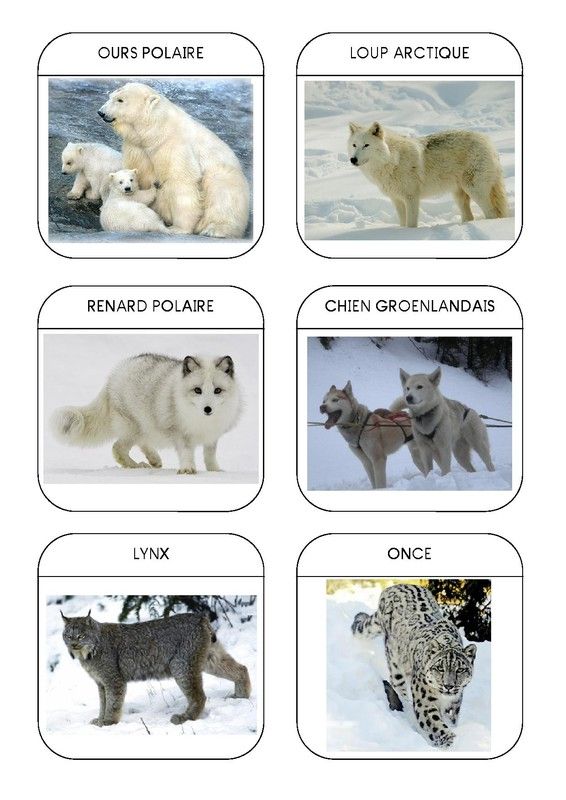 Imagier des animaux polaires page 4
