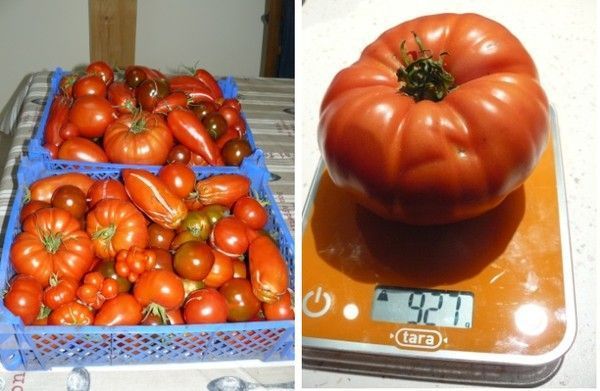 Récolte des tomates 2013